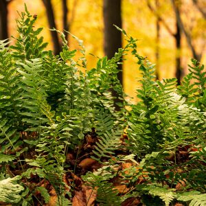 The upright fronds of the crested evergreen fern Polypodium vulgare 'Bifidocristatum' in a woodland setting.