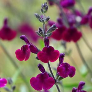 All-summer purple flowering shrub Salvia ‘Nachtvlinder’ spike close-up