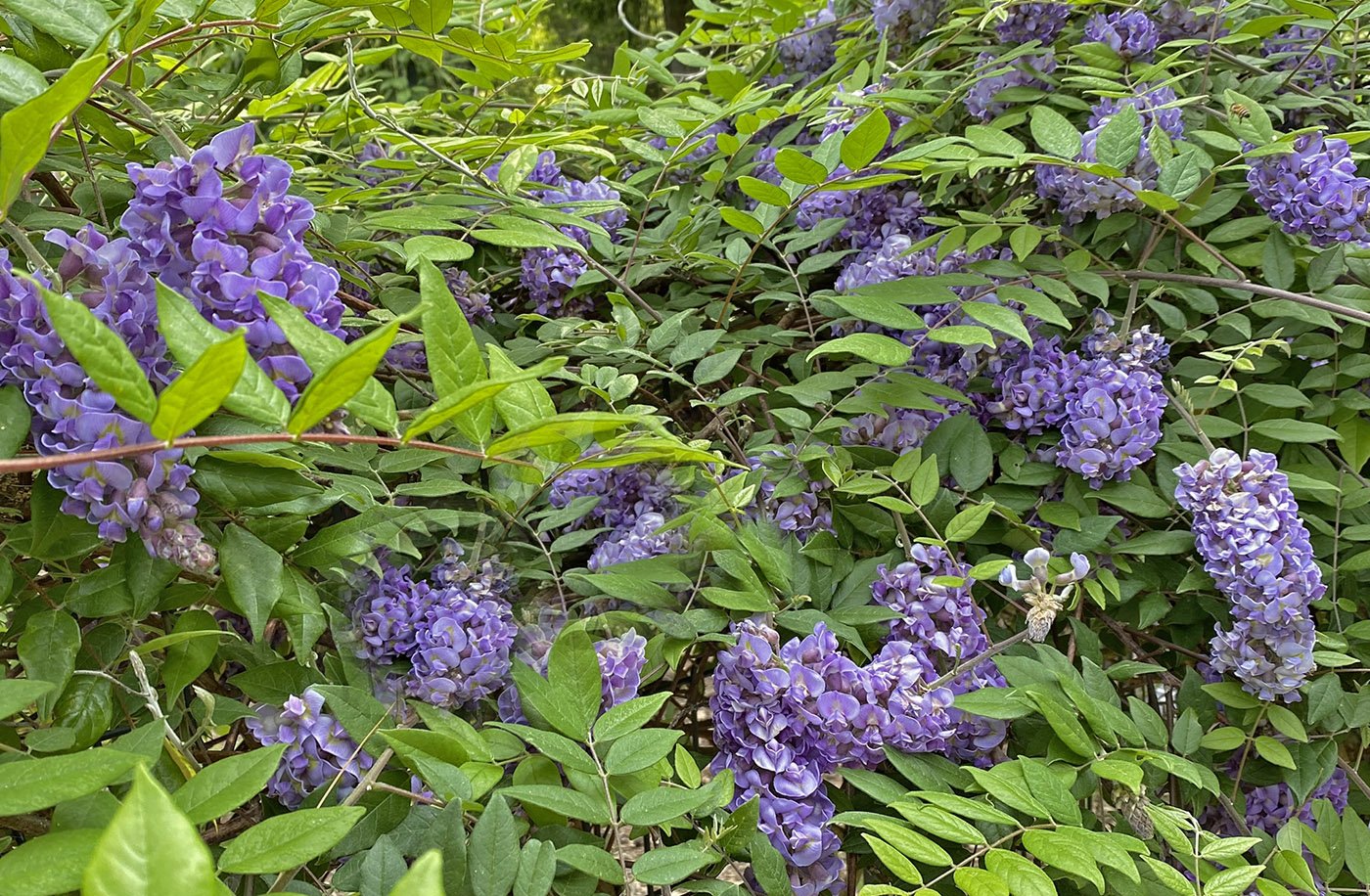 Wisteria ‘Amethyst Falls’ in full bloom, covered in clusters of fragrant lilac-blue flowers – a compact climbing plant