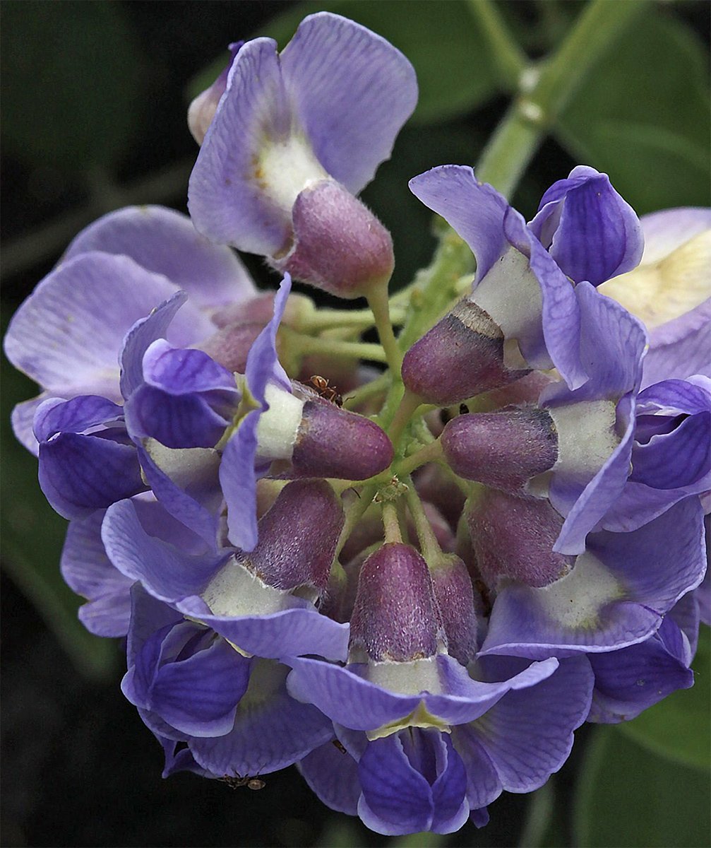 Blue scented climbing plant, Wisteria 'Amethyst Falls' a repeat flowering scented variety.
