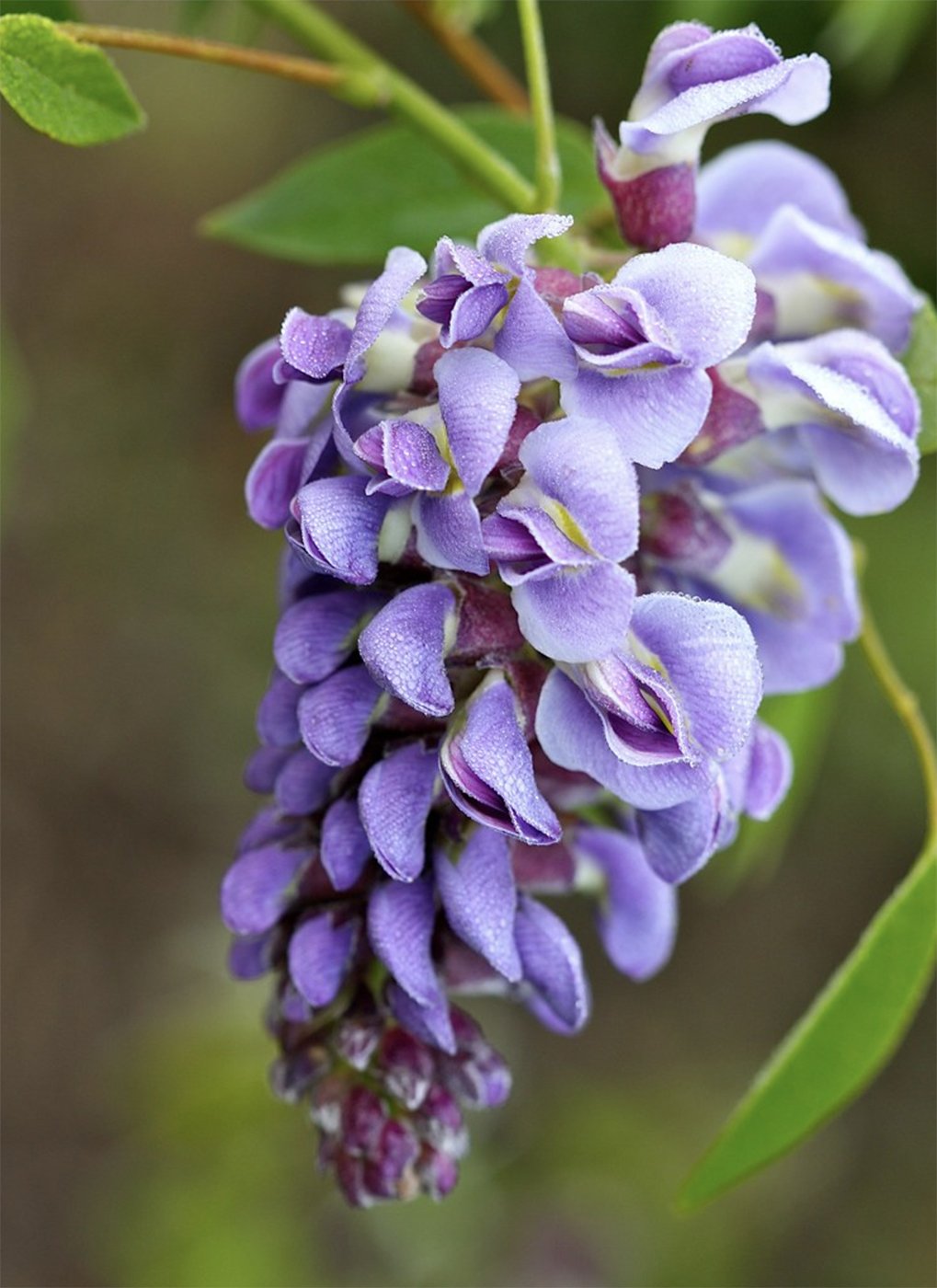 The compact flowers of a Blue scented climbing plant, Wisteria 'Amethyst Falls',repeat flowering and scented