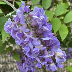 Close-up of Wisteria ‘Amethyst Falls’ flower detail showing densely packed lilac-blue racemes – ideal for fragrant summer gardens