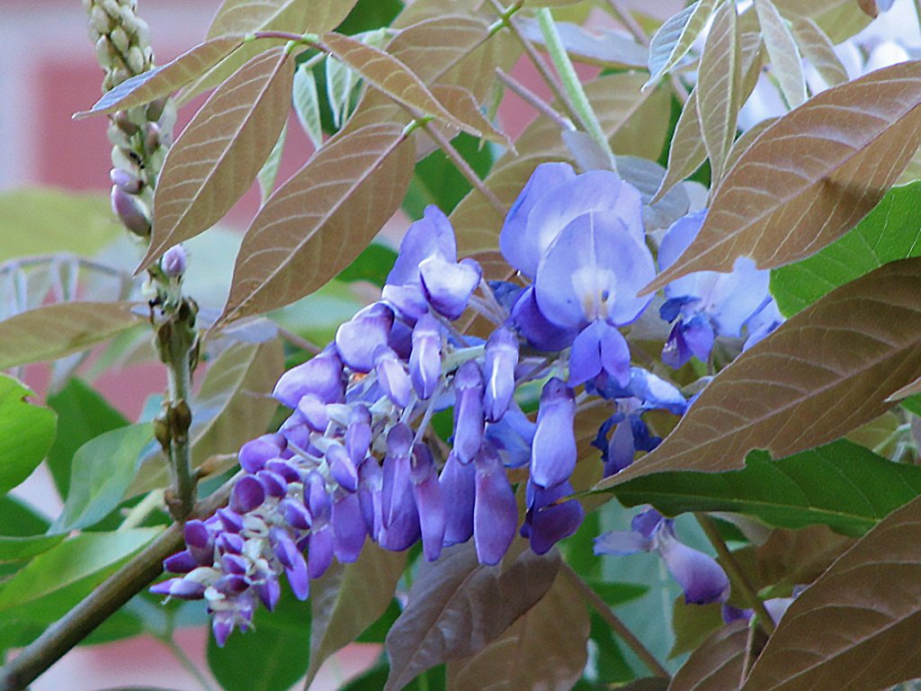 Close-up of young foliage and emerging flower buds on Wisteria ‘Amethyst Falls’ – compact wisteria for small gardens
