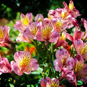 Alstroemeria Indian Summer