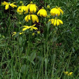 Rudbeckia laciniata 'Herbstsonne'