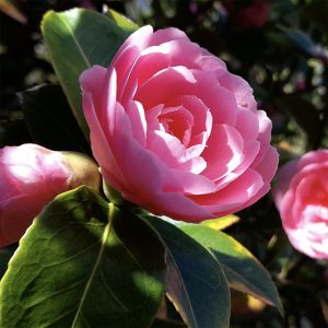 Sunlit close-up of a formal bloom of the Pink-flowered vigorous woodland shrub, Camellia E.G. Waterhouse.