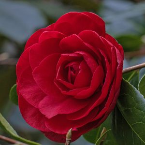 Red-flowered evergreen patio shrub Camellia Les Jury flower petal close-up