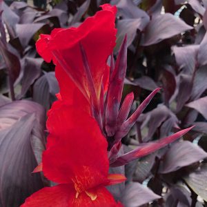 Canna red flower haven flower and foliage close-up