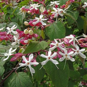 Cluster of star-shaped flowers on jasmine scented small tree in late summer.