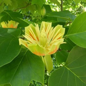 Close-up of tulip tree large gardens’ single exotic flower with lush green foliage.