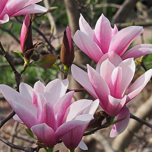 Close-up of group of pink flowers and buds on Magnolia Heaven Scent