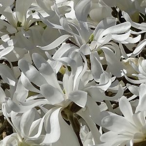 Scented spring flowering shrub’s white blooms in close-up glory