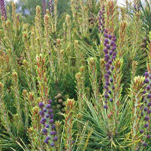 Close-up of raspberry cones on dwarf bonsai style pine