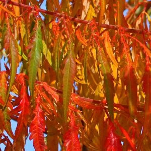 Feathery sumac leaves in vibrant autumn hues close-up.