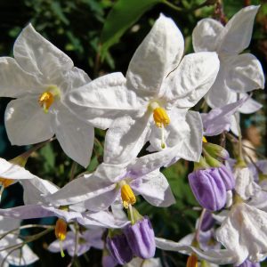 Close-up of Jasmine Scented White Climber flowers and buds