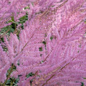 Close-up of feathery tamarisk pink blooms.