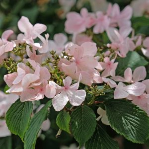 Close-up of pink-blushed midsummer lacecap flowers on Viburnum Kilimanjaro shrub