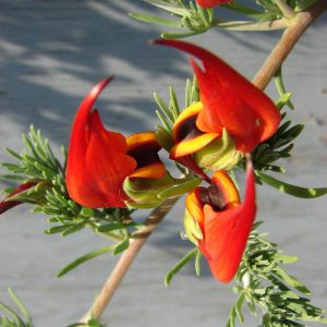 Lotus berthelotii