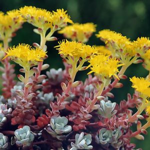 Close-up of purple sedum foliage in full flower.
