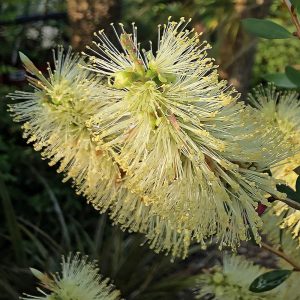 Extreme close-up of two translucent lemon-yellow flowers of Callistemon pallidus in morning sun