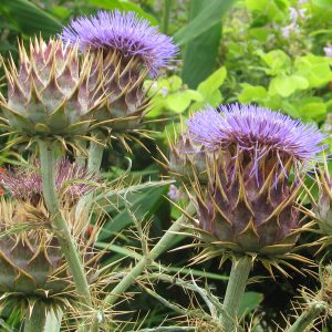 Two fully open purple thistle flowers on Spiky Cardoon Plant Cynara flavescens