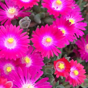 Close-up of amethyst ice plant blooms