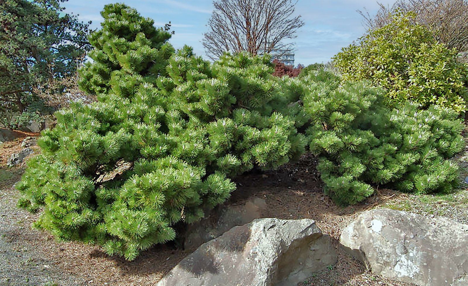 With no bonsai style pruning this Japanese Black Pine variety 'Sayonara' looks ancient.