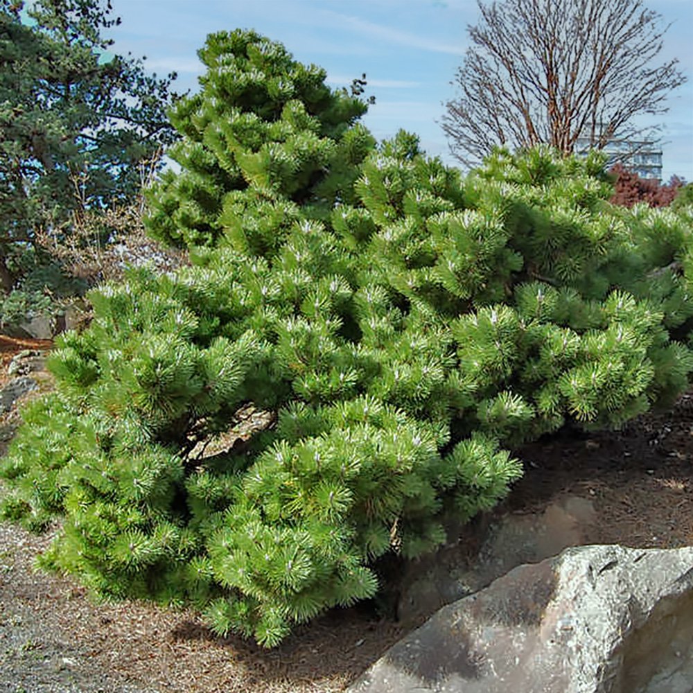 Life size bonsai pine Pines thunbergii 'Sayonara' growing over rockery