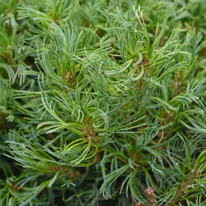 Life-size bonsai dwarf pine needle colours