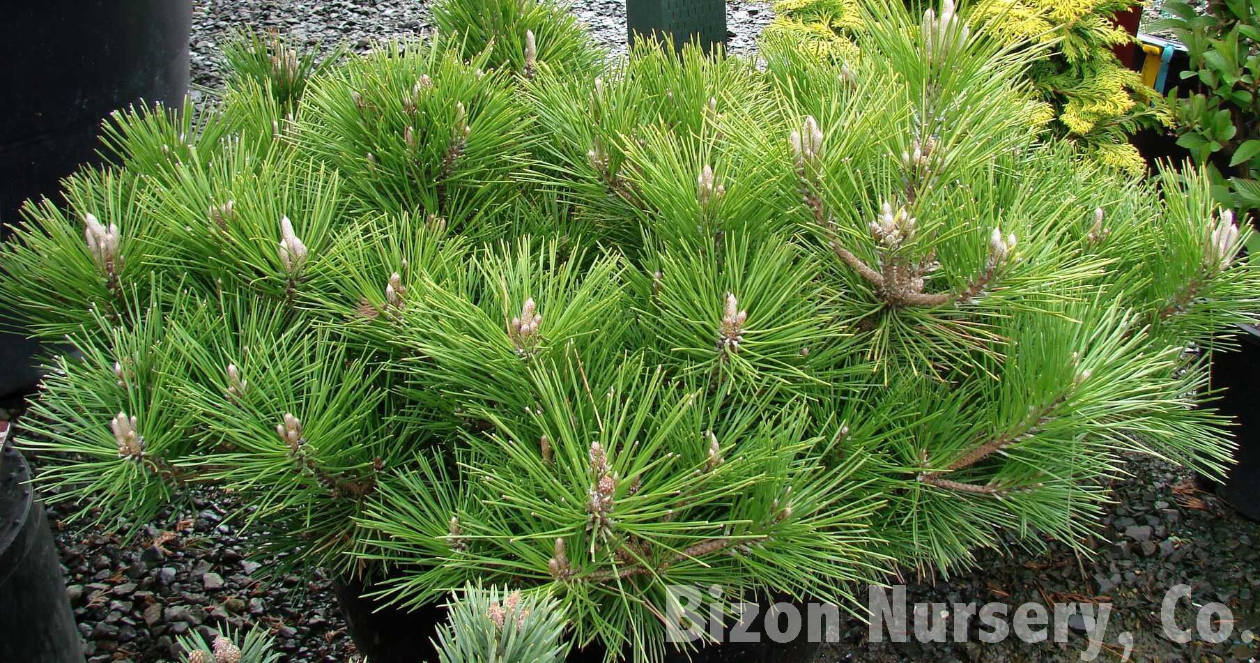 Young life-size bonsai black pine with wide spread