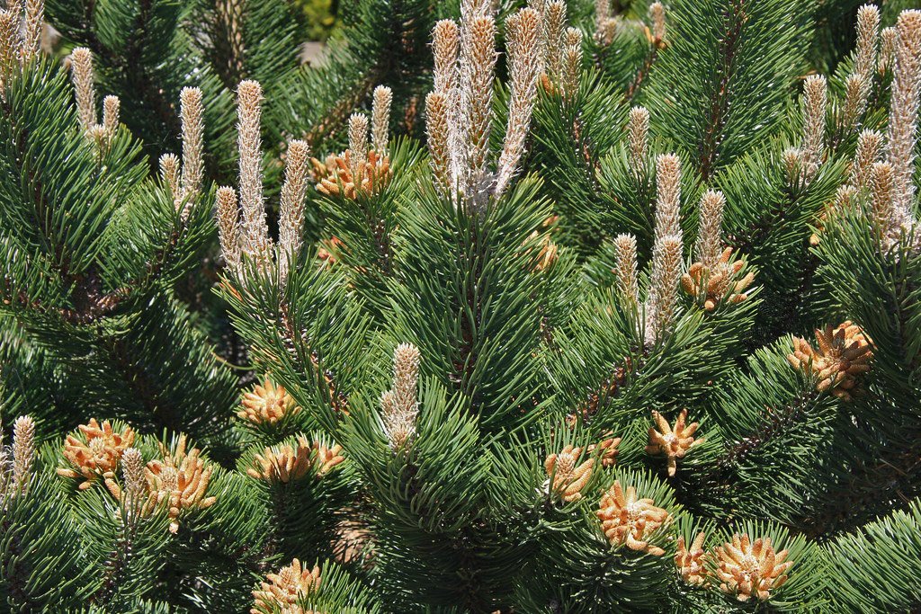 Life-size bonsai black pine crown detail