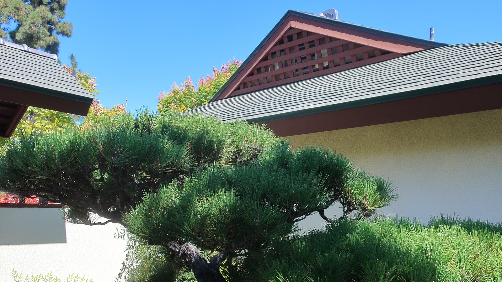 Life-size bonsai black pine Niwaki courtyard view