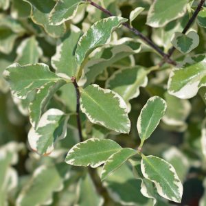 Variegated coastal evergreen shrub Pittosporum Silver Queen foliage close-up.