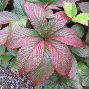 Close-up of the spectacular late summer colours of the large leaf shade plant Rodgersia aesculifolia