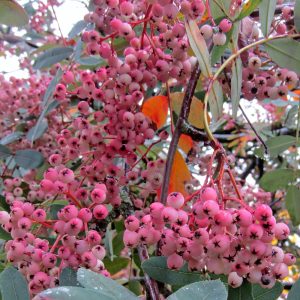 Close-up of Pink Pagoda rowan berries