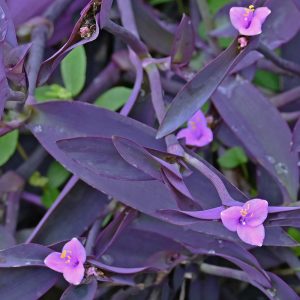 A close-up of the foliage and summer flowers on Tradescantia 'Purpurea', a vibrant purple trailing hanging-basket plant.