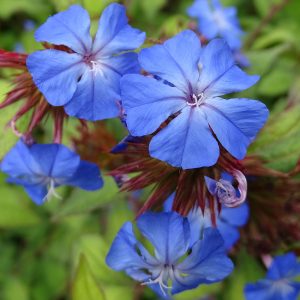 The richly coloured flowers and burgundy bracts of the late summer blue flowering shrub, Ceratostigma willmotianum Forest Blue.