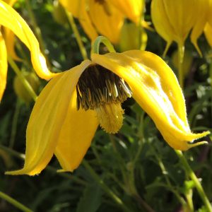Close-up of single nodding yellow flower on Yellow Flowering Clematis Tangutica