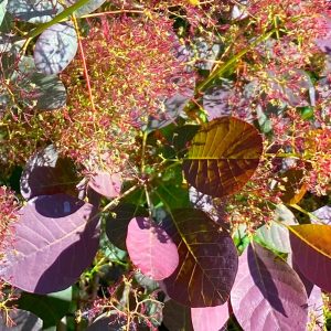 Colourful flowering patio plant Cotinus Dusky Maiden sun foliage flower.