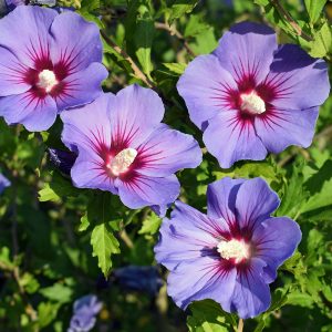 Close-up of four flowers showing burgundy centre markings on Hibiscus Marina