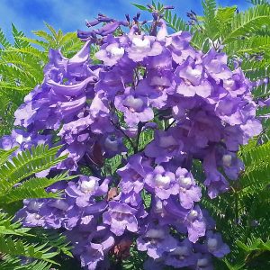 A cluster of tubiular violet-blue dwarf Jacaranda flowers, the perfect blue patio plant.