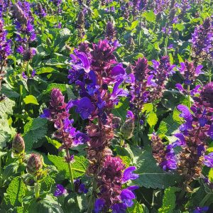 Close-up of all-summer blooming blue perennial Salvia Blue Marvel’s foliage and flowers