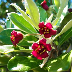 Group of red-purple scented flowers in strong sun of the Coastal Evergreen Shrub, Pittosporum crassifolium