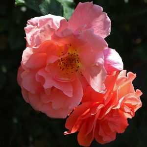 Rosa 'Alibaba'