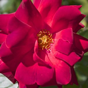 Rosa 'Danse du Feu'