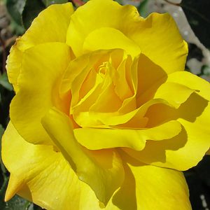 Rosa 'Golden Showers'