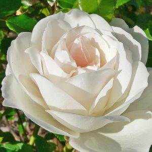 Rosa 'Climbing Iceberg'
