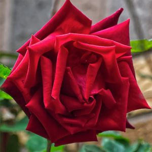 Rosa 'Paul's Scarlet Climber'