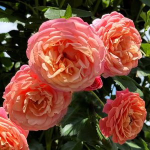 Rosa Peach Melba