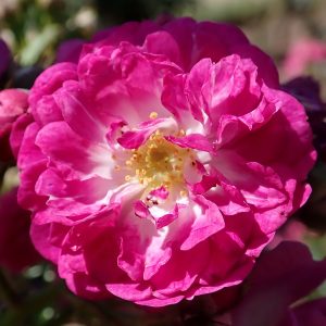 Rosa Perennial Blue